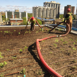 Green-roof-banner