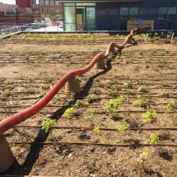 Rooftop-Mulch-(Condominium)