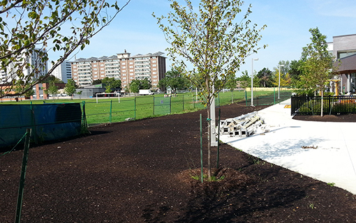 topdressing